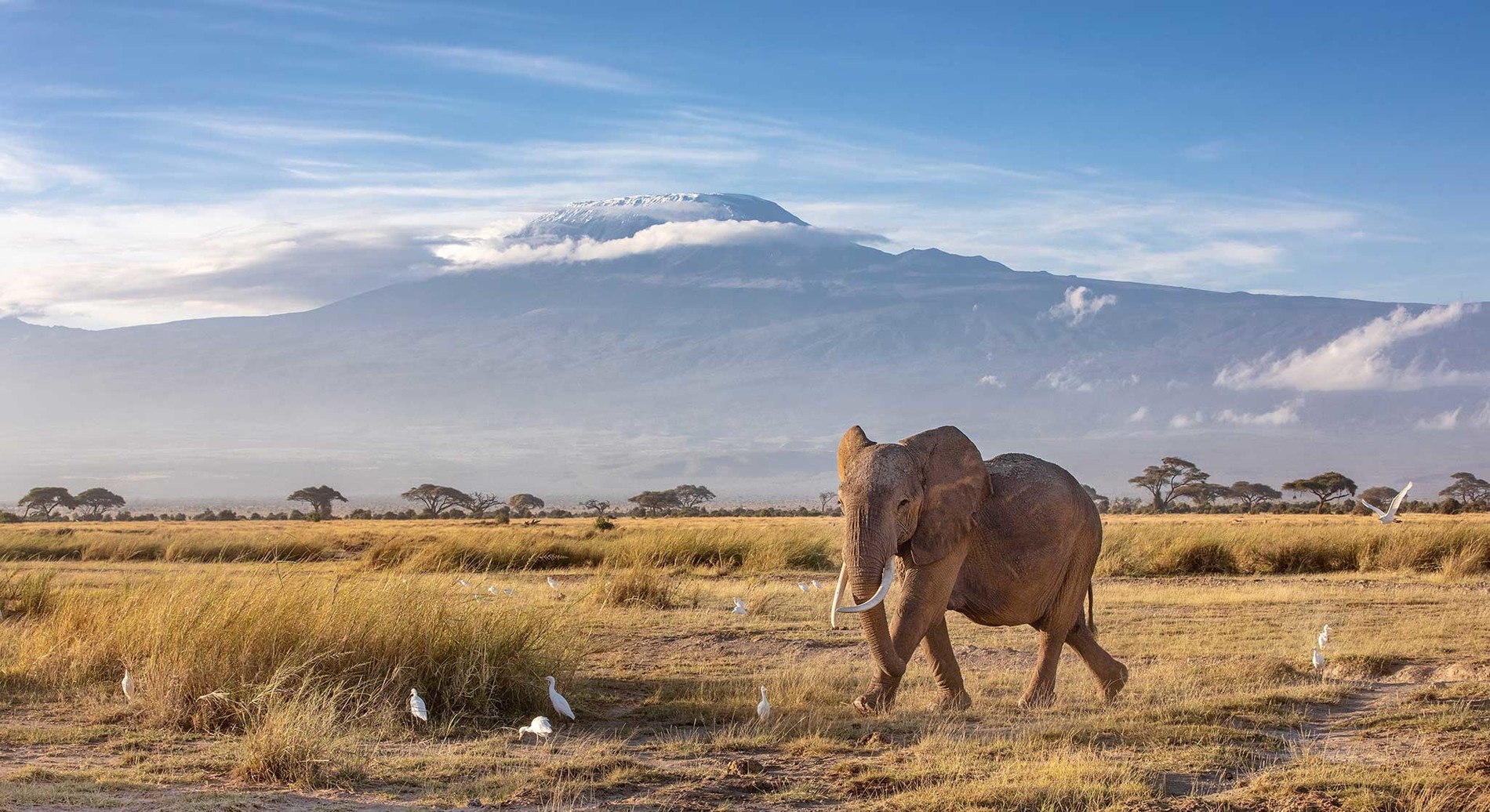 Parque Nacional Amboseli Saf ri No Qu nia Rhino Africa