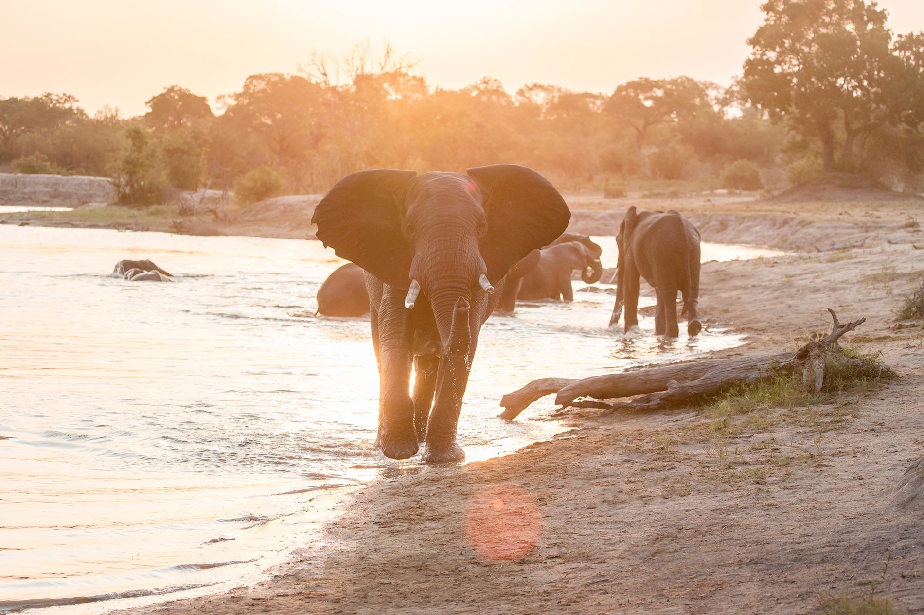 Best Elephant Safari in Africa | Rhino Africa