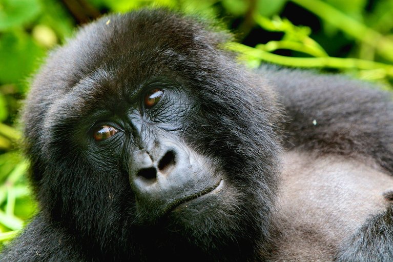 Gorilla Trekking In Uganda Ruanda Im Kongo Rhino Africa
