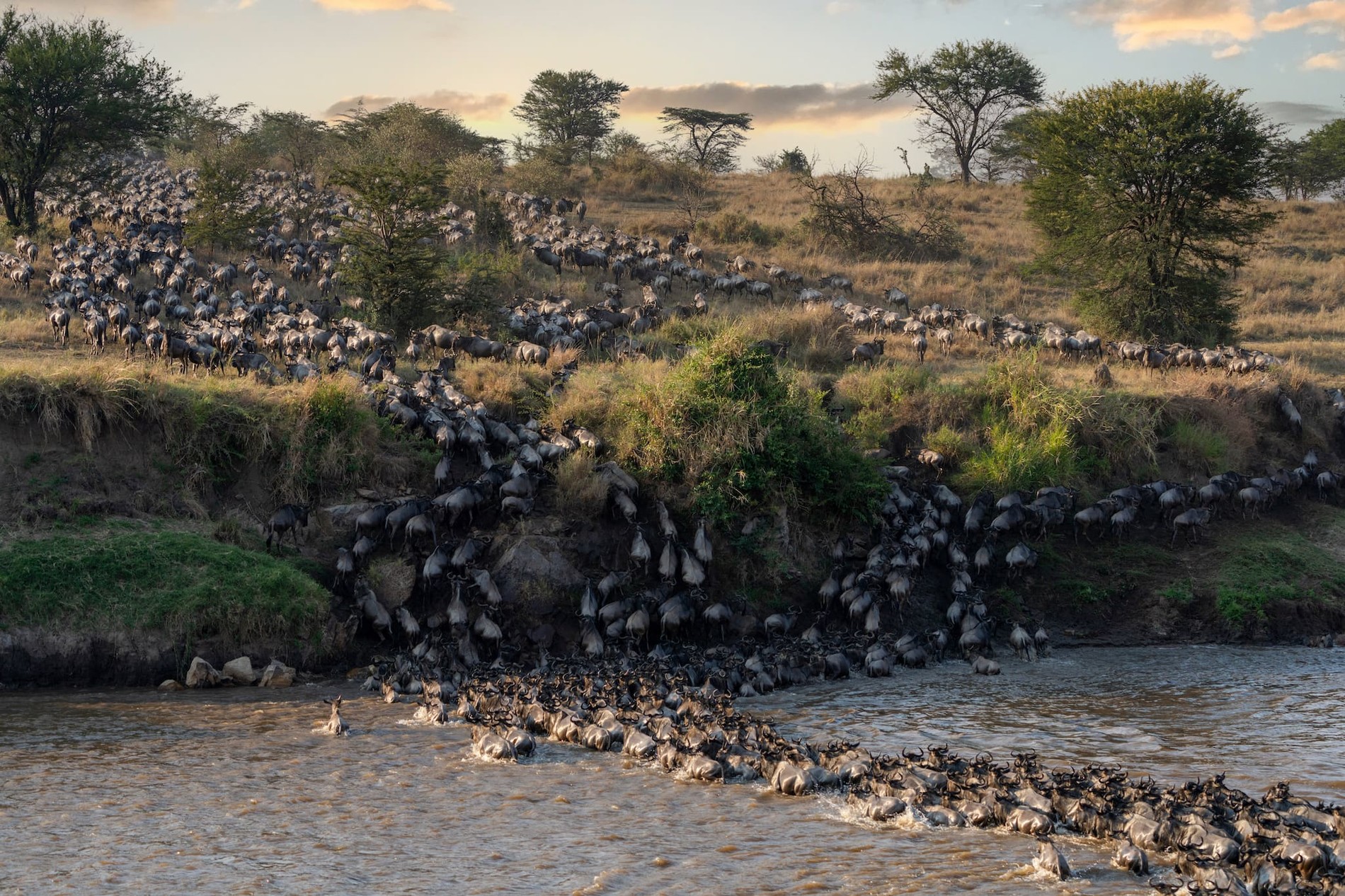 Große Gnuwanderung – Serengeti & Masai Mara | Rhino Africa